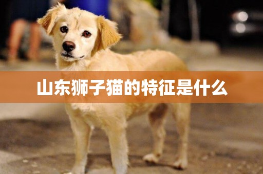 山東獅子貓的特征是什么