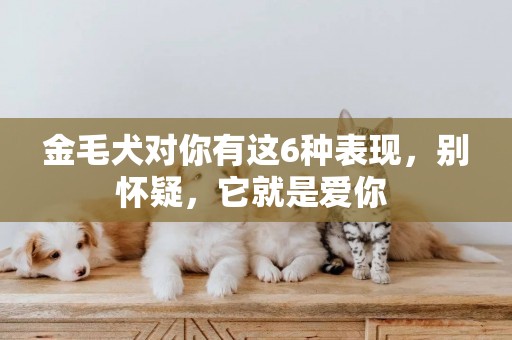 金毛犬對你有這6種表現，別懷疑，它就是愛你 