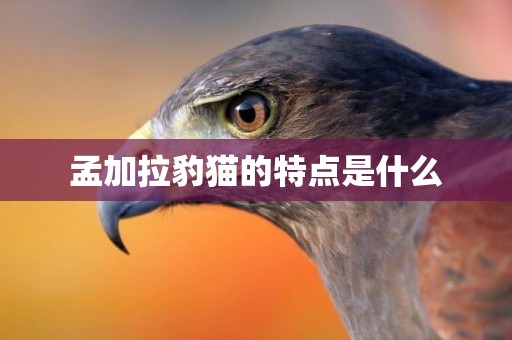 孟加拉豹貓的特點是什么