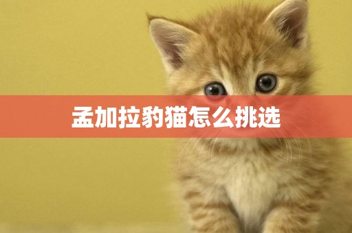 孟加拉豹貓怎么挑選