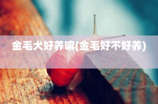 金毛犬好養嘛(金毛好不好養) 