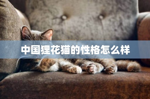 中國貍花貓的性格怎么樣