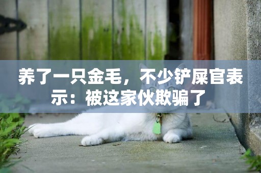 養了一只金毛，不少鏟屎官表示：被這家伙欺騙了 