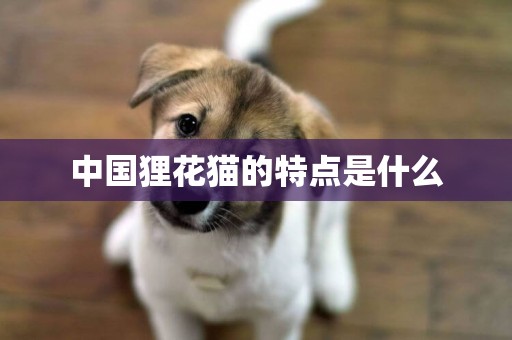 中國貍花貓的特點是什么