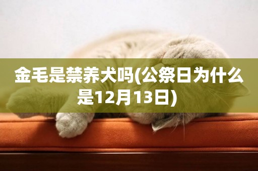 金毛是禁養犬嗎(公祭日為什么是12月13日) 