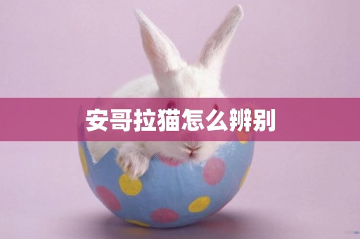 安哥拉貓怎么辨別