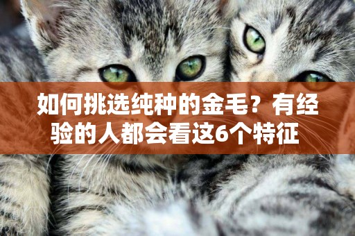 如何挑選純種的金毛？有經驗的人都會看這6個特征 