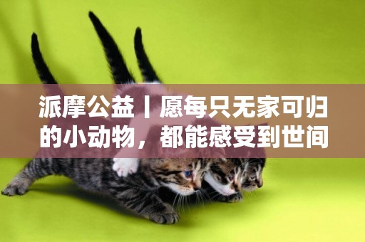 派摩公益丨愿每只無家可歸的小動物，都能感受到世間溫暖