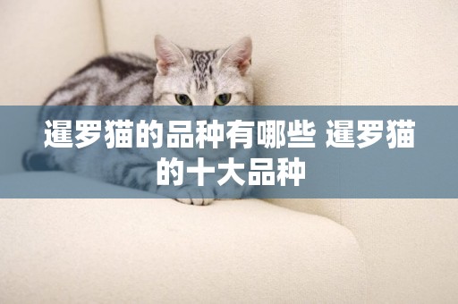 暹羅貓的品種有哪些 暹羅貓的十大品種