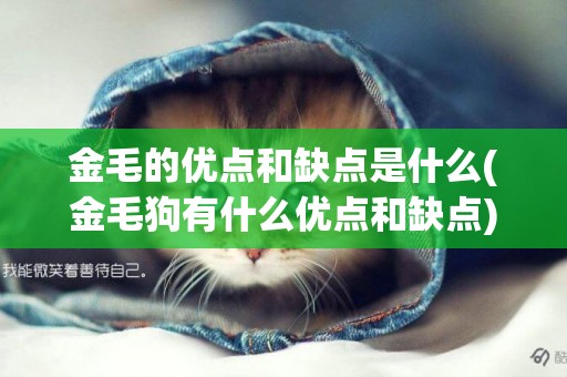 金毛的優點和缺點是什么(金毛狗有什么優點和缺點) 
