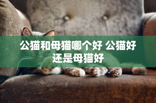 公貓和母貓哪個好 公貓好還是母貓好