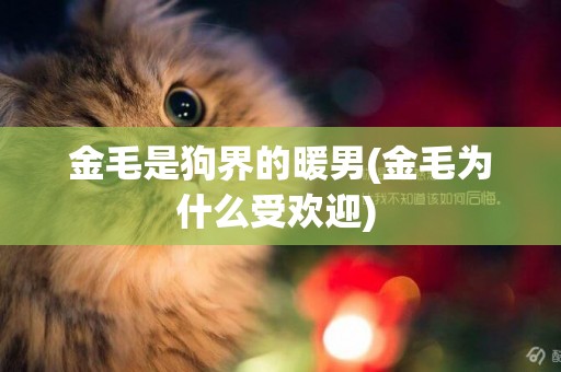 金毛是狗界的暖男(金毛為什么受歡迎) 