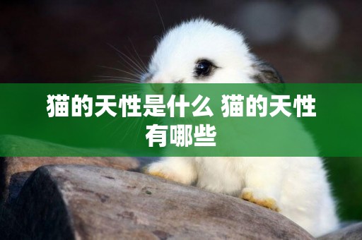 貓的天性是什么 貓的天性有哪些