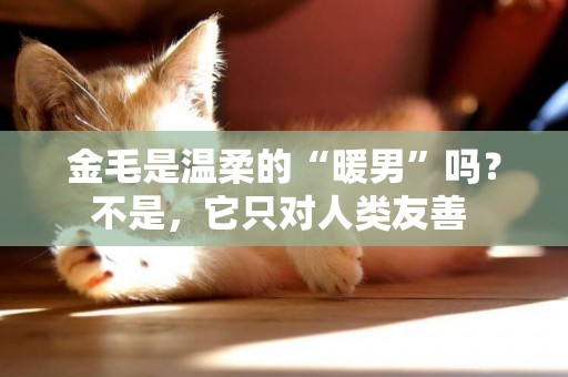 金毛是溫柔的“暖男”嗎？不是，它只對人類友善 