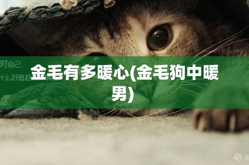 金毛有多暖心(金毛狗中暖男) 