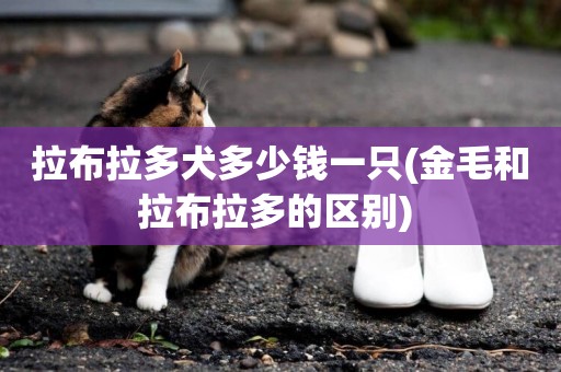 拉布拉多犬多少錢一只(金毛和拉布拉多的區別) 