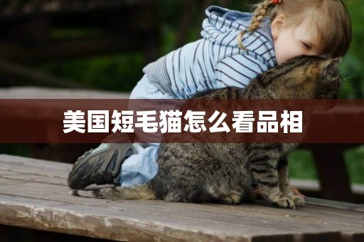 美國短毛貓怎么看品相