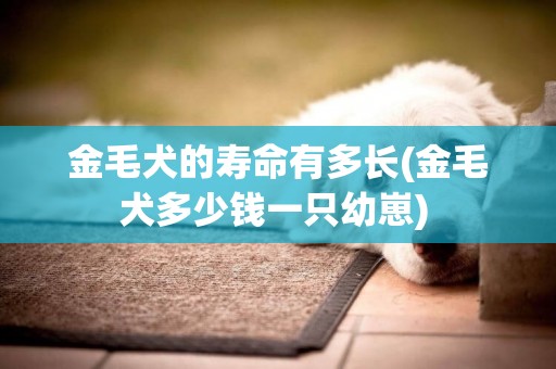 金毛犬的壽命有多長(金毛犬多少錢一只幼崽) 