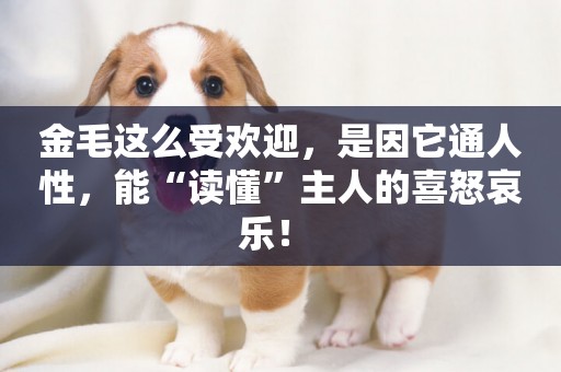 金毛這么受歡迎，是因它通人性，能“讀懂”主人的喜怒哀樂！ 