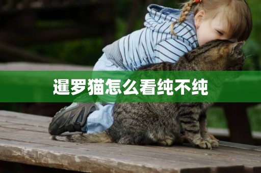 暹羅貓怎么看純不純