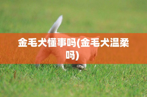 金毛犬懂事嗎(金毛犬溫柔嗎) 
