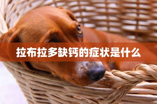 拉布拉多缺鈣的癥狀是什么