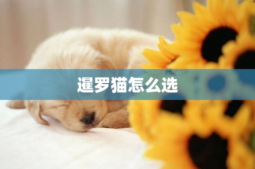 暹羅貓怎么選