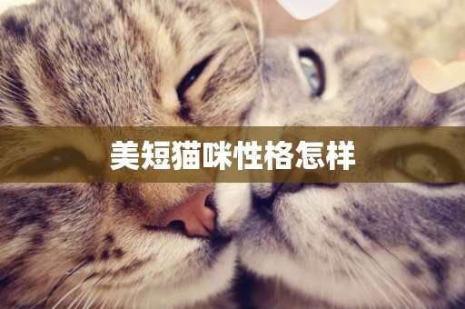 美短貓咪性格怎樣