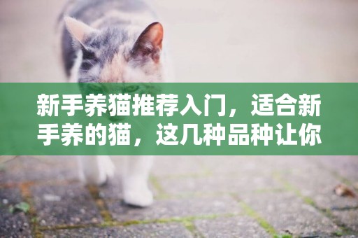 新手養貓推薦入門，適合新手養的貓，這幾種品種讓你養貓體驗提高 
