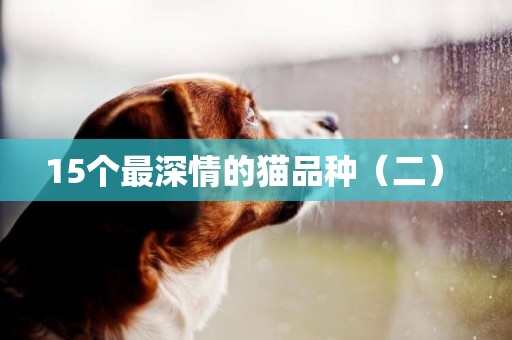 15個最深情的貓品種（二） 