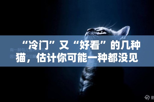 “冷門”又“好看”的幾種貓，估計你可能一種都沒見過 