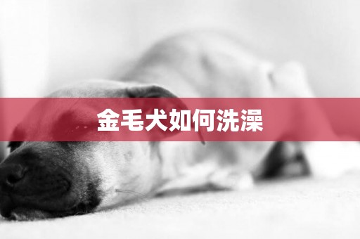 金毛犬如何洗澡