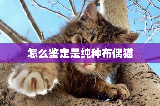 怎么鑒定是純種布偶貓