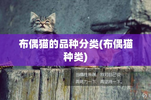 布偶貓的品種分類(布偶貓 種類) 