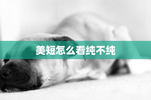 美短怎么看純不純