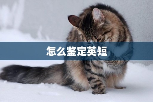 怎么鑒定英短
