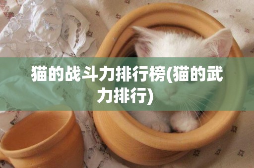 貓的戰斗力排行榜(貓的武力排行) 