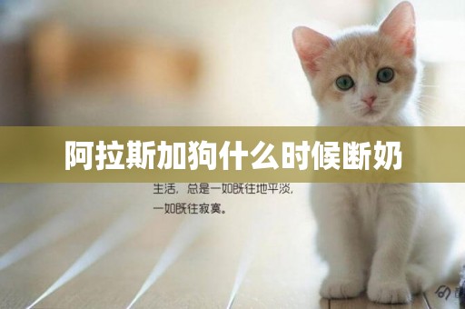 阿拉斯加狗什么時候斷奶