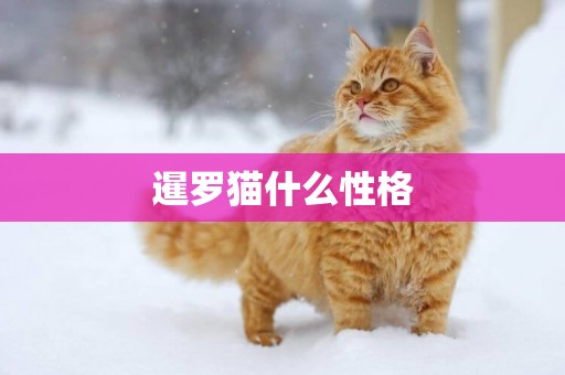 暹羅貓什么性格