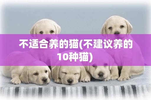 不適合養的貓(不建議養的10種貓) 