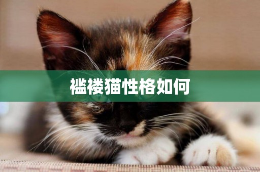 襤褸貓性格如何