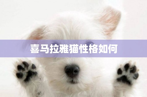 喜馬拉雅貓性格如何