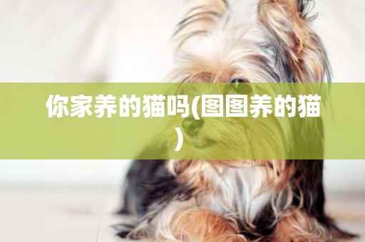你家養的貓嗎(圖圖養的貓) 