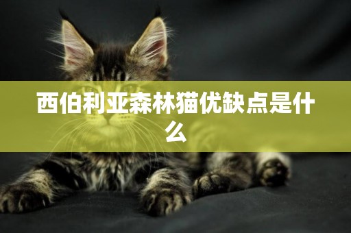 西伯利亞森林貓優缺點是什么