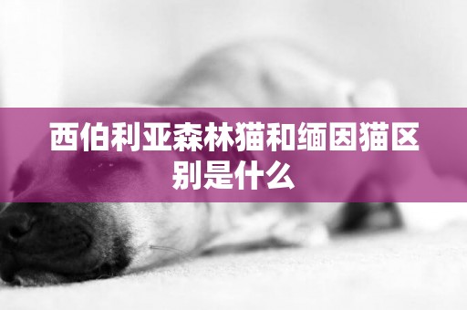 西伯利亞森林貓和緬因貓區別是什么