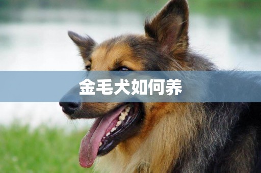 金毛犬如何養