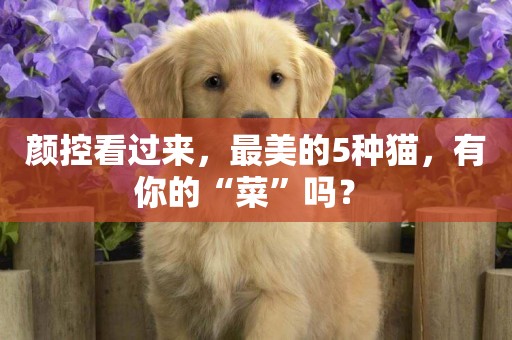 顏控看過來，最美的5種貓，有你的“菜”嗎？ 