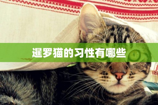 暹羅貓的習性有哪些