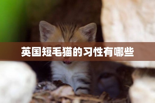 英國短毛貓的習性有哪些