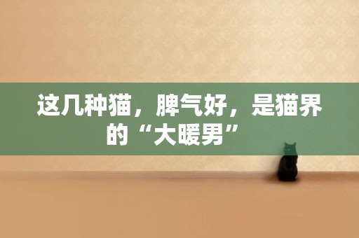 這幾種貓，脾氣好，是貓界的“大暖男” 